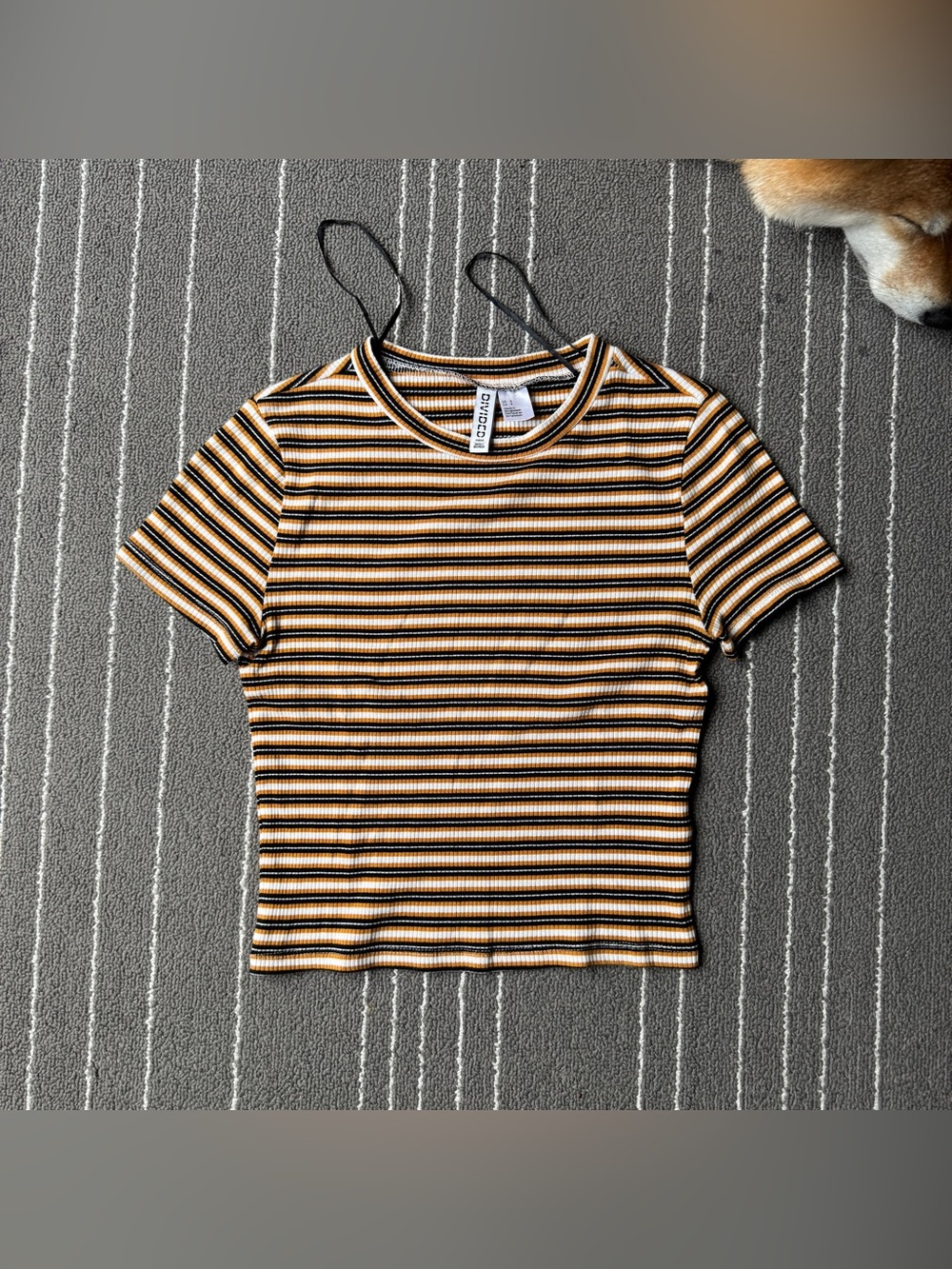 Divided Short Sleeve Striped Ribbed Tee in Mustard, Black & White